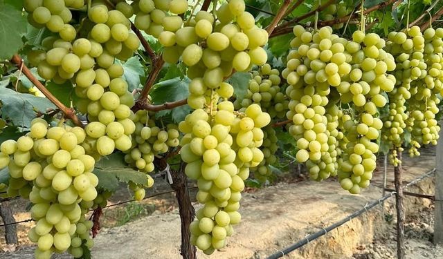 Sarıgöl'de 'Sonbaharın Kralı' üzüm türü yaygınlaşıyor