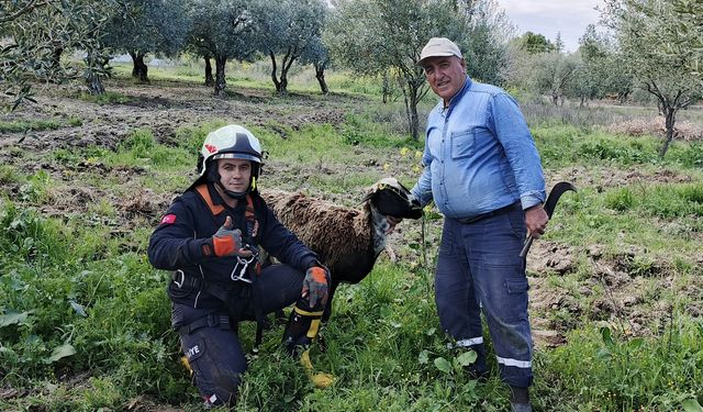 Kuyuya düşen koyunu itfaiye kurtardı