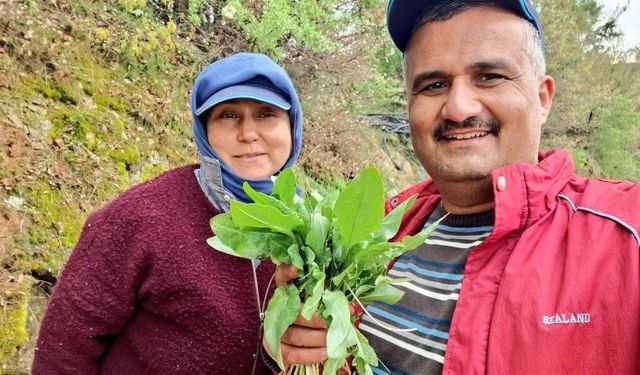 Sarıgöl'de kuzugöbeği ve acı ot mesaisi