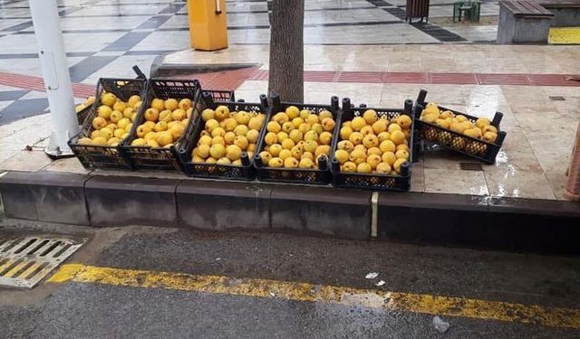 Sarıgöl'de limon ayva üretimi yaygınlaşıyor