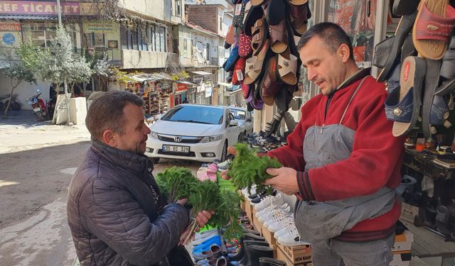 Kendiliğinden yetişen çaşır otu büyük ilgi görüyor