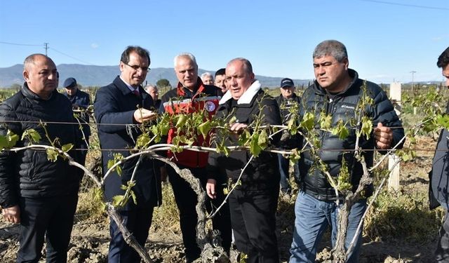 Kaymakam Güldoğan, don afeti yaşayan bağları yerinde inceledi