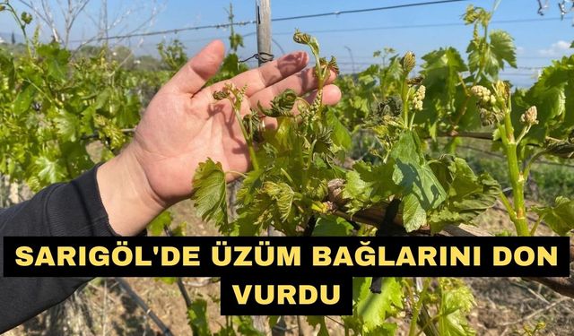 Sarıgöl'de üzüm bağlarını don vurdu