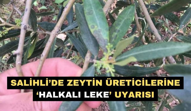 Salihli’de zeytin üreticilerine ‘halkalı leke’ uyarısı