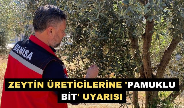 Zeytin üreticilerine 'Pamuklu bit' uyarısı