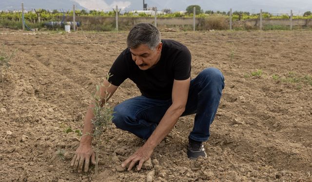 Yunusemre'de fidanlar toprakla buluşuyor