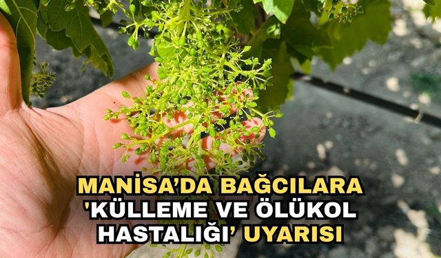Manisa’da bağcılara 'Külleme ve Ölükol Hastalığı’ uyarısı