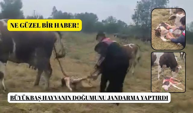 Büyükbaş hayvanın doğumunu jandarma yaptırdı