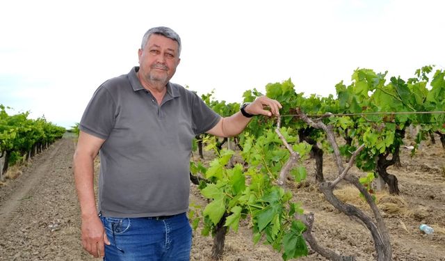 Manisa'da zirai don dan en çok etkilenen ilçe Saruhanlı oldu