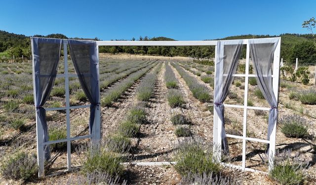 Yunusemre'de lavanta bahçesi ziyaretçilerini bekliyor