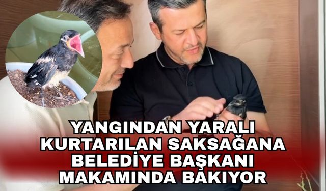 Yangından yaralı kurtarılan saksağana belediye başkanı makamında bakıyor