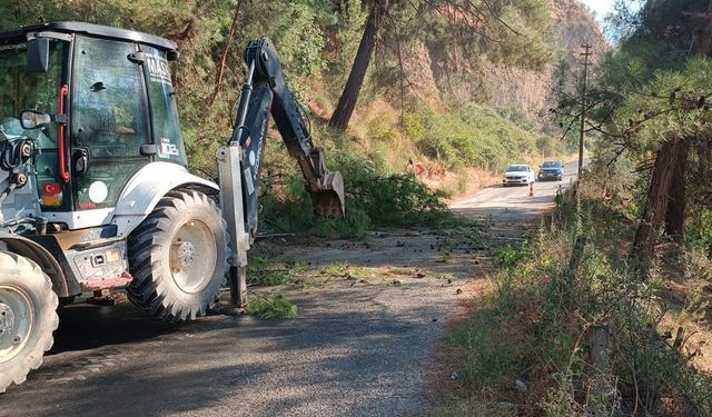 Alaşehir'de devrilen ağaç yolu ulaşıma kapattı