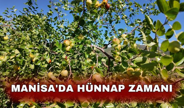 Manisa'da hünnap zamanı