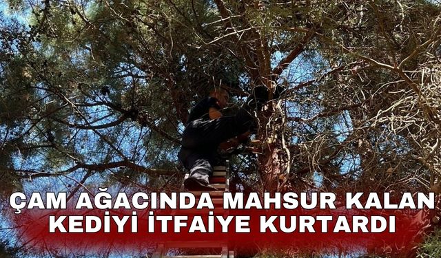Çam ağacında mahsur kalan kediyi itfaiye kurtardı