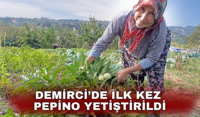 Demirci’de ilk kez pepino yetiştirildi