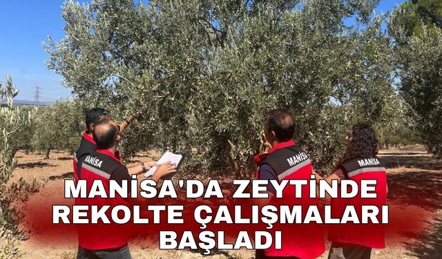 Manisa'da zeytinde rekolte çalışmaları başladı