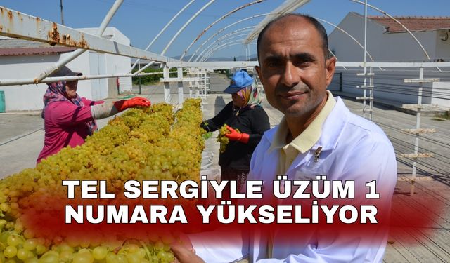 Tel sergiyle üzüm 1 numara yükseliyor
