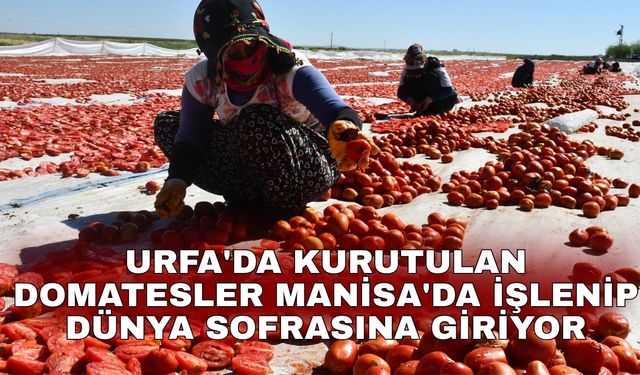 Urfa'da kurutulan domatesler Manisa'da işlenip dünya sofrasına giriyor