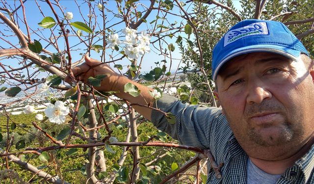 Sarıgöl'de armut ağacı ikinci kez çiçek açtı