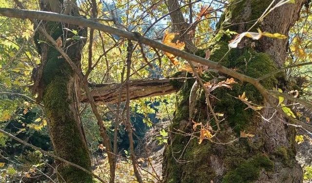 Yaşlı çınar küçük çınara kucak açtı