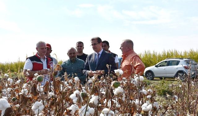 Salihli Ovası’nın ‘Beyaz Altın’ında ilk hasat