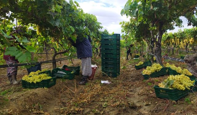 Manisa'da üzüm hasadı yağmur ve çamura rağmen devam ediyor