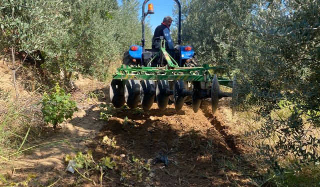 Alaşehir'de zeytinde rekolte düşük, kalite yüksek