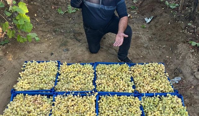 Sarıgöl’de üzüm hasadı hız kesmeden devam ediyor