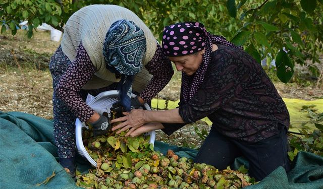 Demirci'de ceviz hasadına başlandı