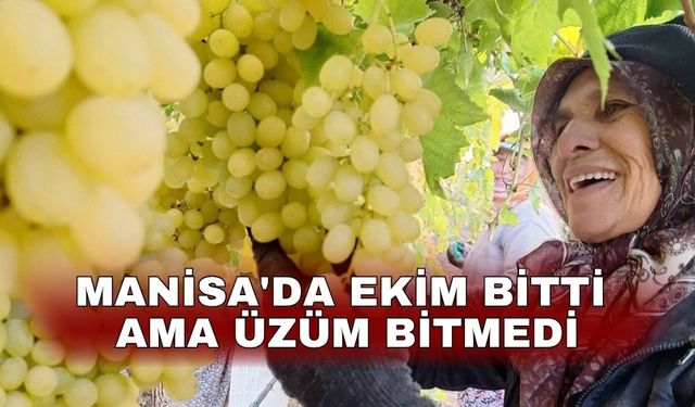 Manisa'da Ekim bitti ama üzüm bitmedi