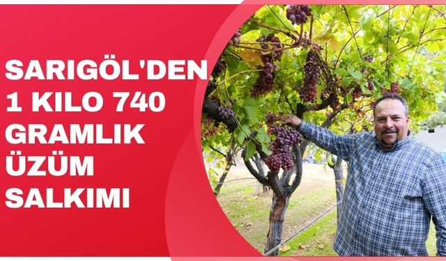 Sarıgöl'den 1 kilo 740 gramlık üzüm salkımı