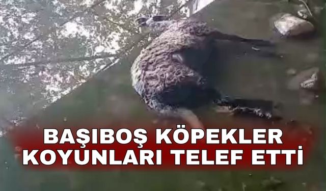 Başıboş köpekler koyunları telef etti