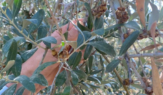 Salihli’de üreticilere zeytin dal kanseri uyarısı