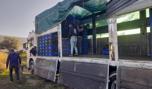 Sarıgöl’de örtüaltı üzüm hasadı devam ediyor