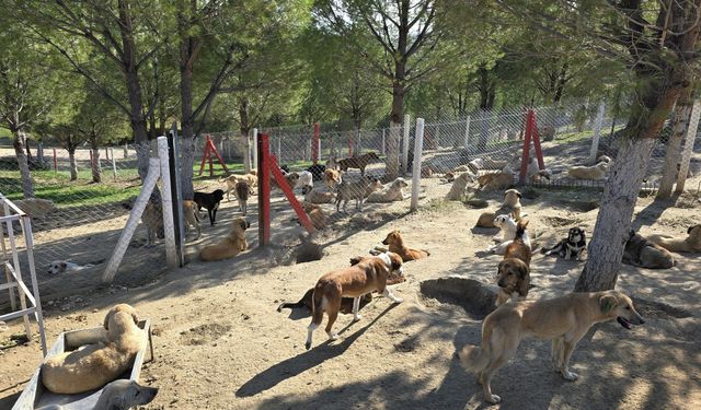 Manisa'da 2 ilçede sokak köpekleri toplatılıyor