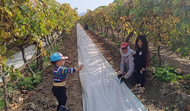 Sarıgöl’de örtü toplama işlerinde yoğunluk