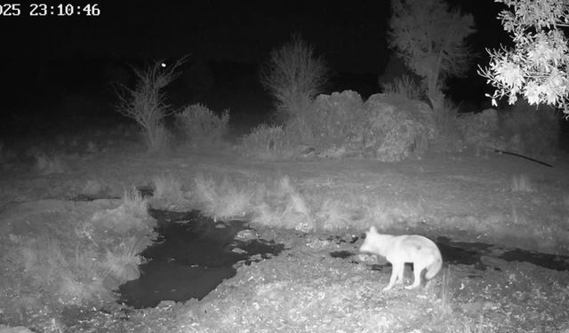 Fotokapanla yaban domuzunun çamur banyosu ve kurdun av peşindeki anı kaydedildi