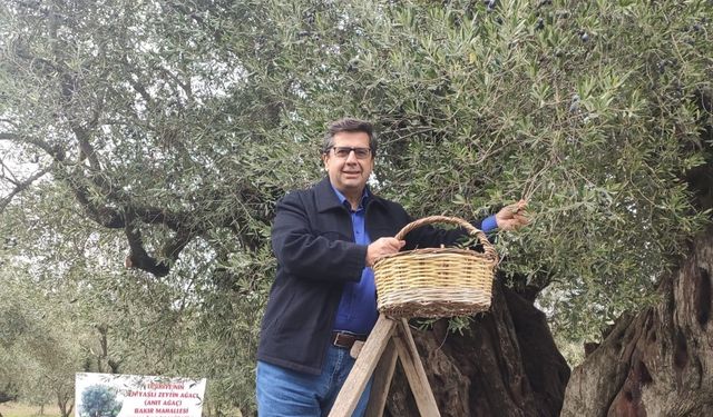 Dünya zeytin ağacı günü Manisa’da buruk geçti