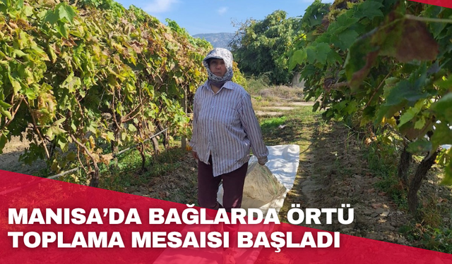 Manisa’da bağlarda örtü toplama mesaisi başladı
