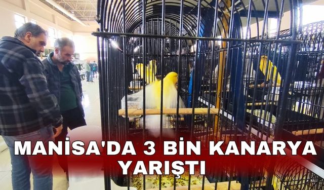 Manisa'da 3 bin kanarya yarıştı