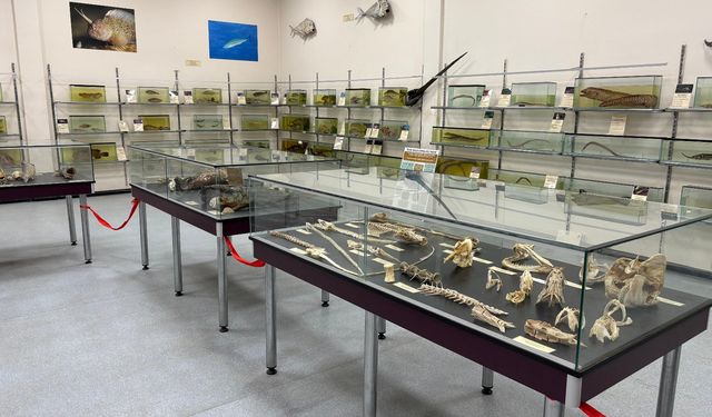 Balık sevdası ‘Deniz Canlıları Koleksiyon Merkezi’nde hayat buldu