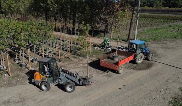 Muradiye Fidanlığı geleceğe nefes olmaya devam ediyor