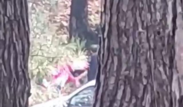 İzmir’de bir kadın ormanlık alanda darbedildi