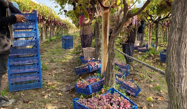 Sarıgöl’de üzüm hasadı devam ediyor