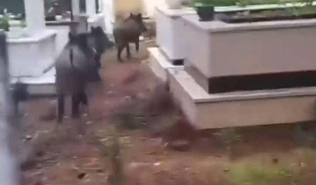 Muğla'da domuz istilası sürüyor: "Yeni adres mezarlıklar"