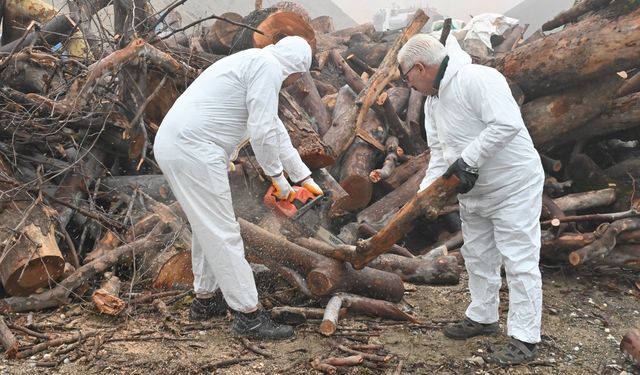 Budanan ağaç dalları ihtiyaç sahiplerini ısıtıyor