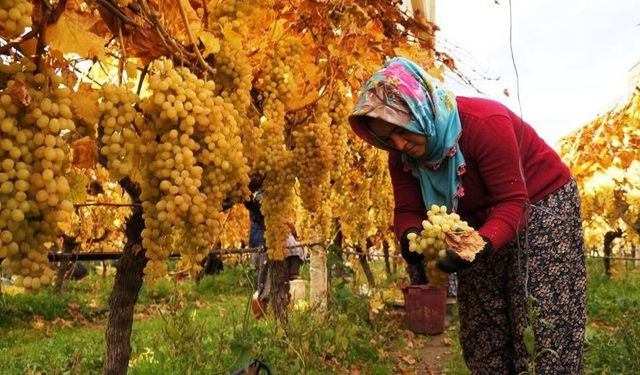 Üzüm hasadında sona yaklaşıldı