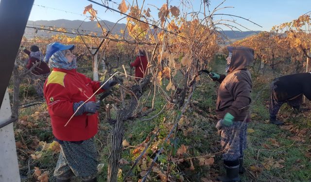 Üzüm bağlarında kadın istihdamı artıyor