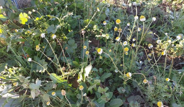 Sarıgöl’de zemheri papatyaları açtı