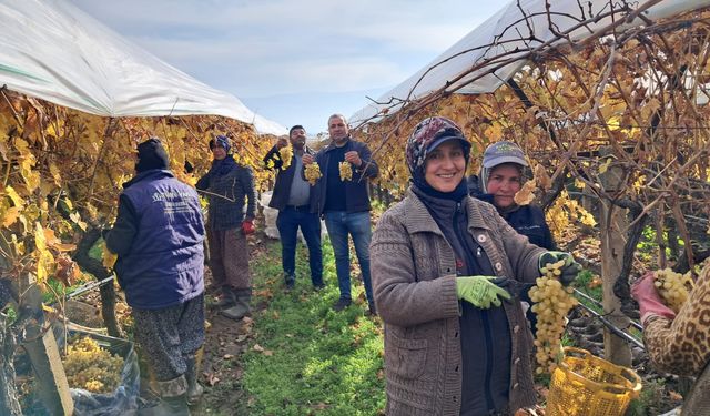 Yeni yıl üzümleri yola çıkmaya başladı